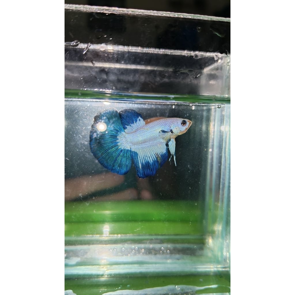 Hiasan Aquarium Lucu Cupang ori thailand Halfmoon Bluerim/Blue Rim Super Clean garansi