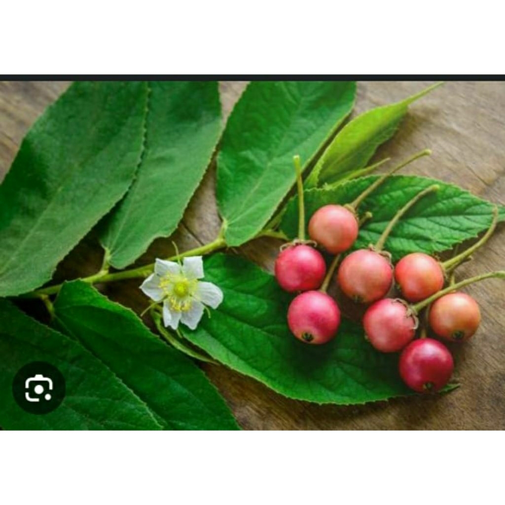 buah kersen ceri