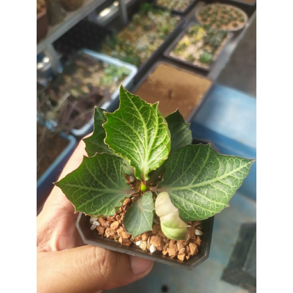 Euphorbia Francoisii Maple cutting pohon cantik sehat