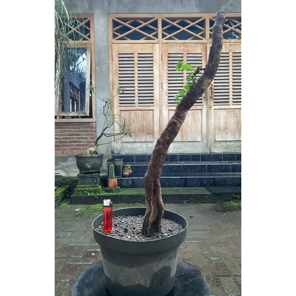 Bahan Bonsai Ileng-ileng / Mangsian / Pylantus reticulatus