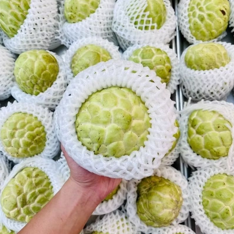 [INSTAN] SRIKAYA SIRKAYA SUGAR APPLE IMPORT JUMBO TAIWAN