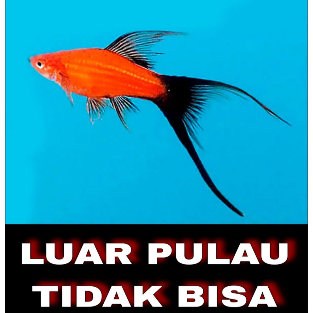 platy wagtail lyretail