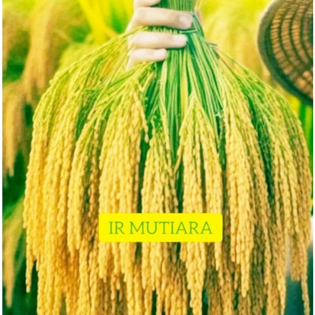 BENIH PADI IR MUTIARA TERBARU 1KG