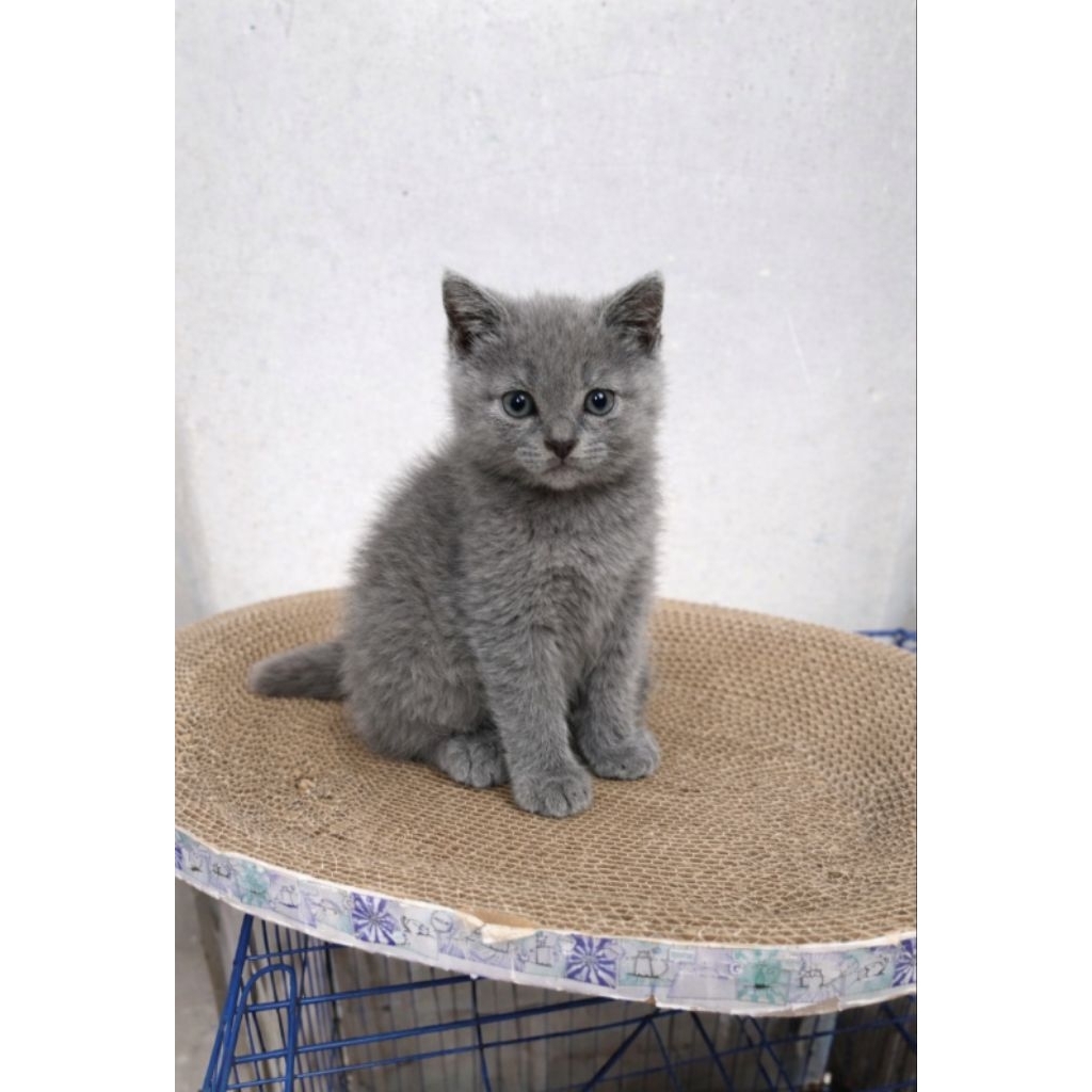 BSH British Shorthair Kitten Blue Parent Ped