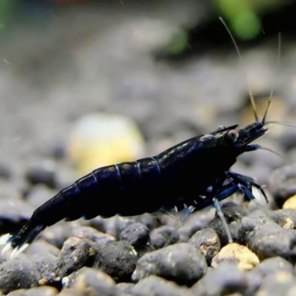 Udang hias black coco udang hias aquarium