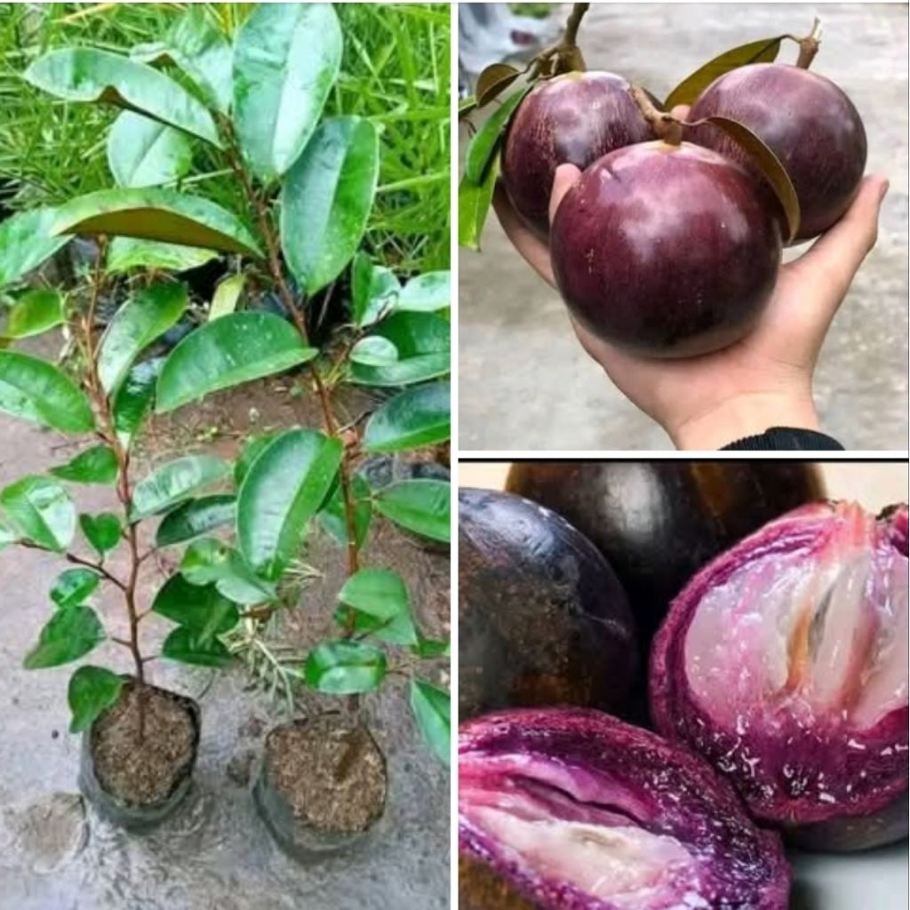 Bibit kenitu cepat berbuah