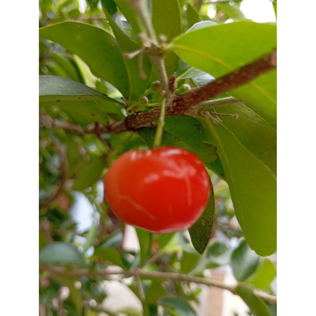 Bibit Tanaman Cherry sianci barbados Manis dan Segar.