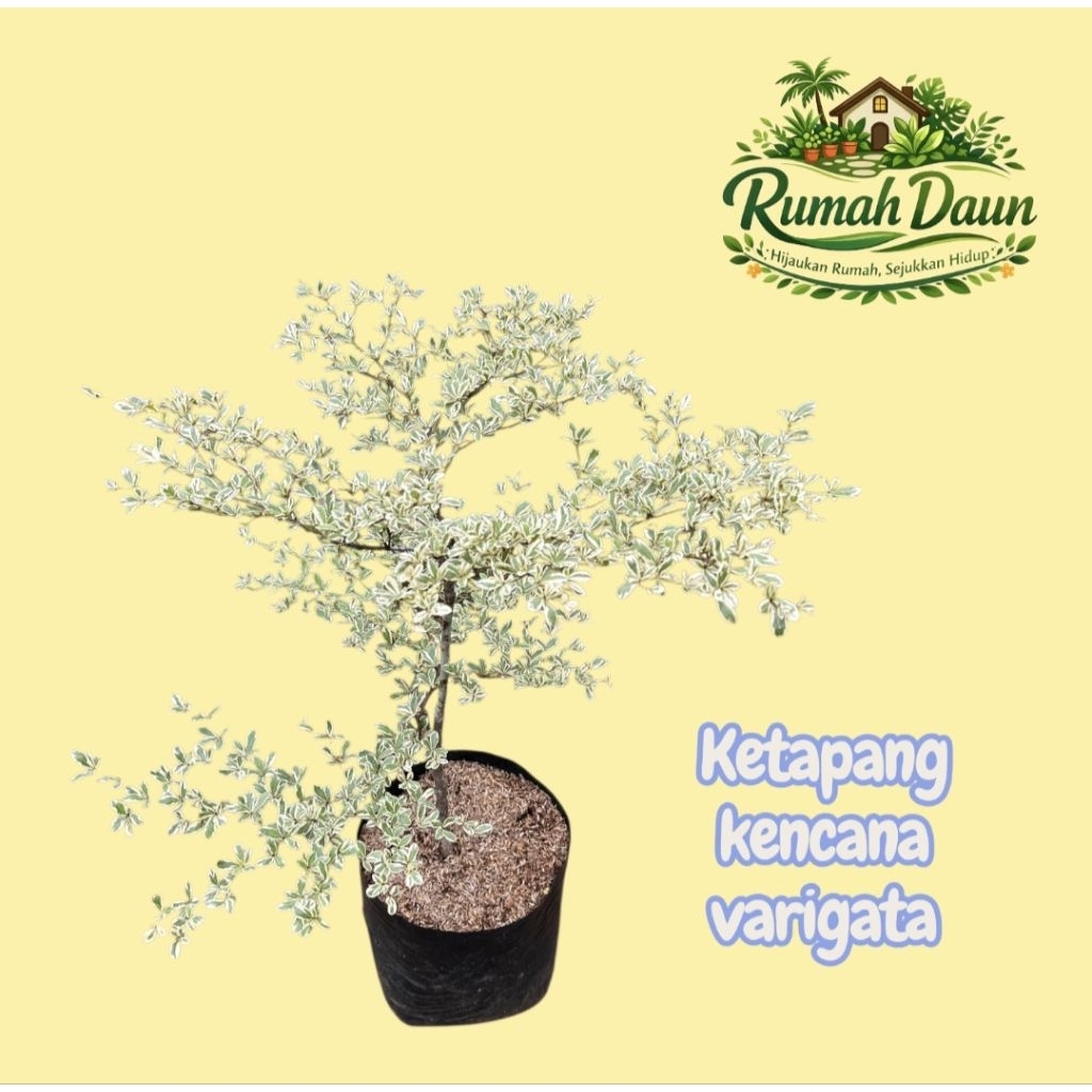 tanaman hias ketapang kencana varigata  - pohon ketapang varigata