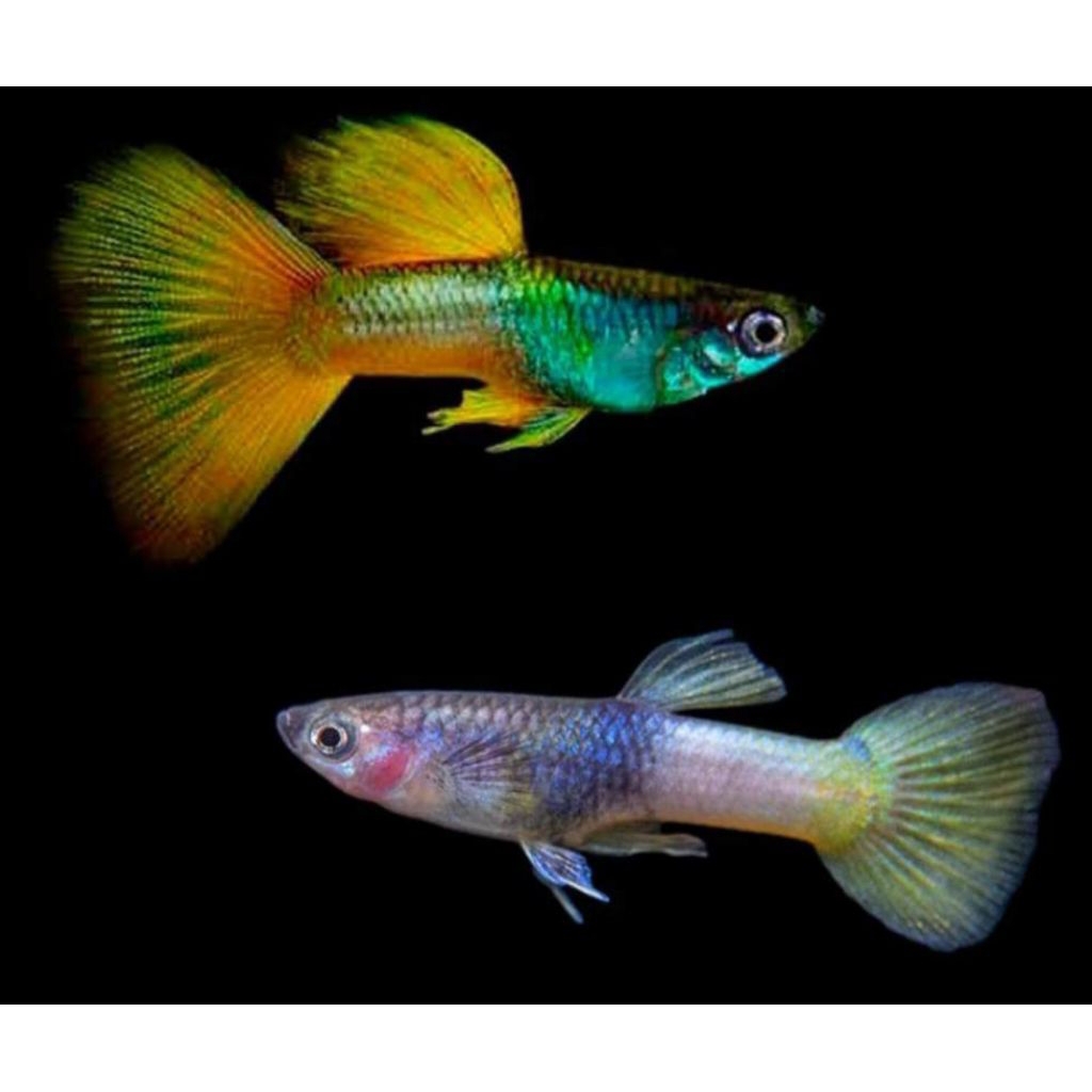 Hiasan Aquarium guppy yellow pingu