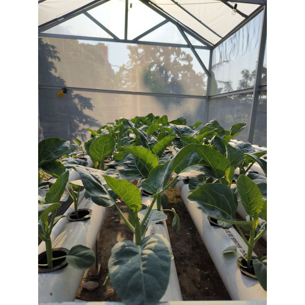 Sayur Kailan 250gr Hidroponik