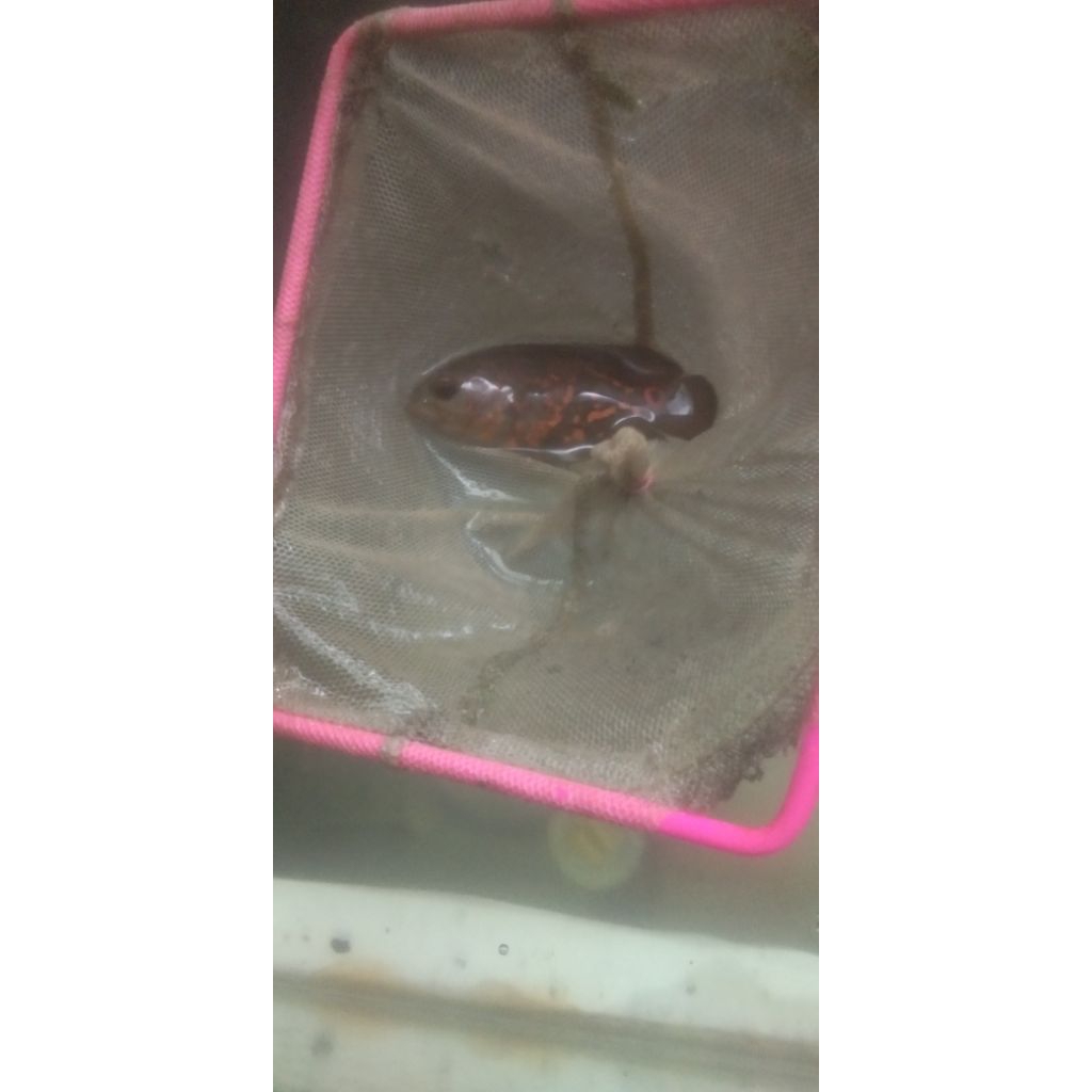 OSCAR TIGER HITAM UKURAN 7-9 CM