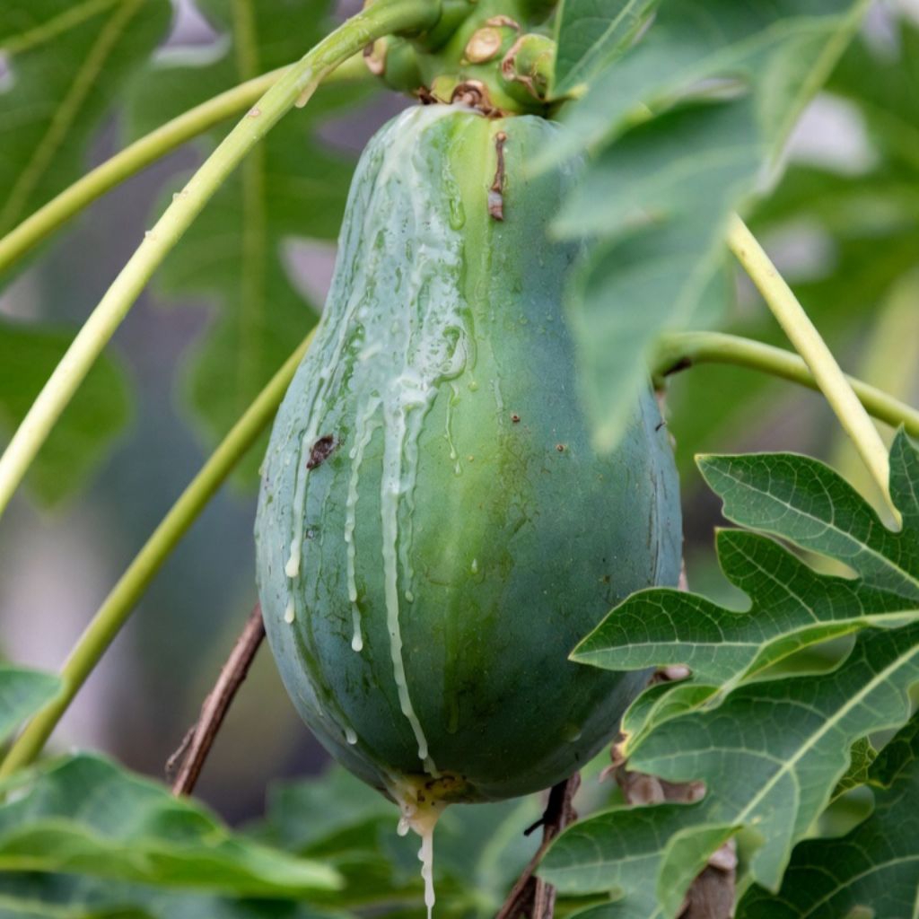 GETAH PEPAYA MURNI 1 LITER