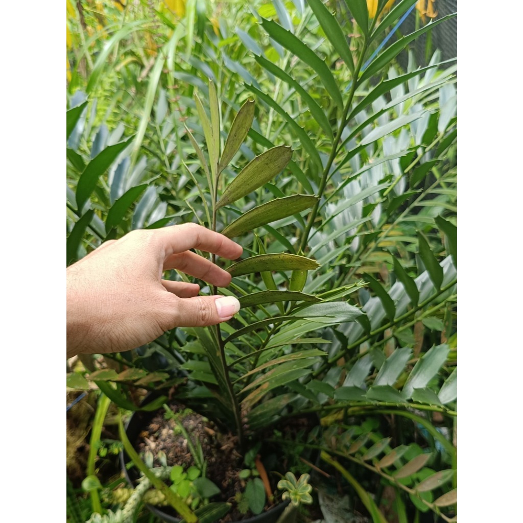 Tanaman Hias Encephalartos ferox / Ense Ferox / Hense Ferox / Tanaman Encephalartos / Tanaman Ense /