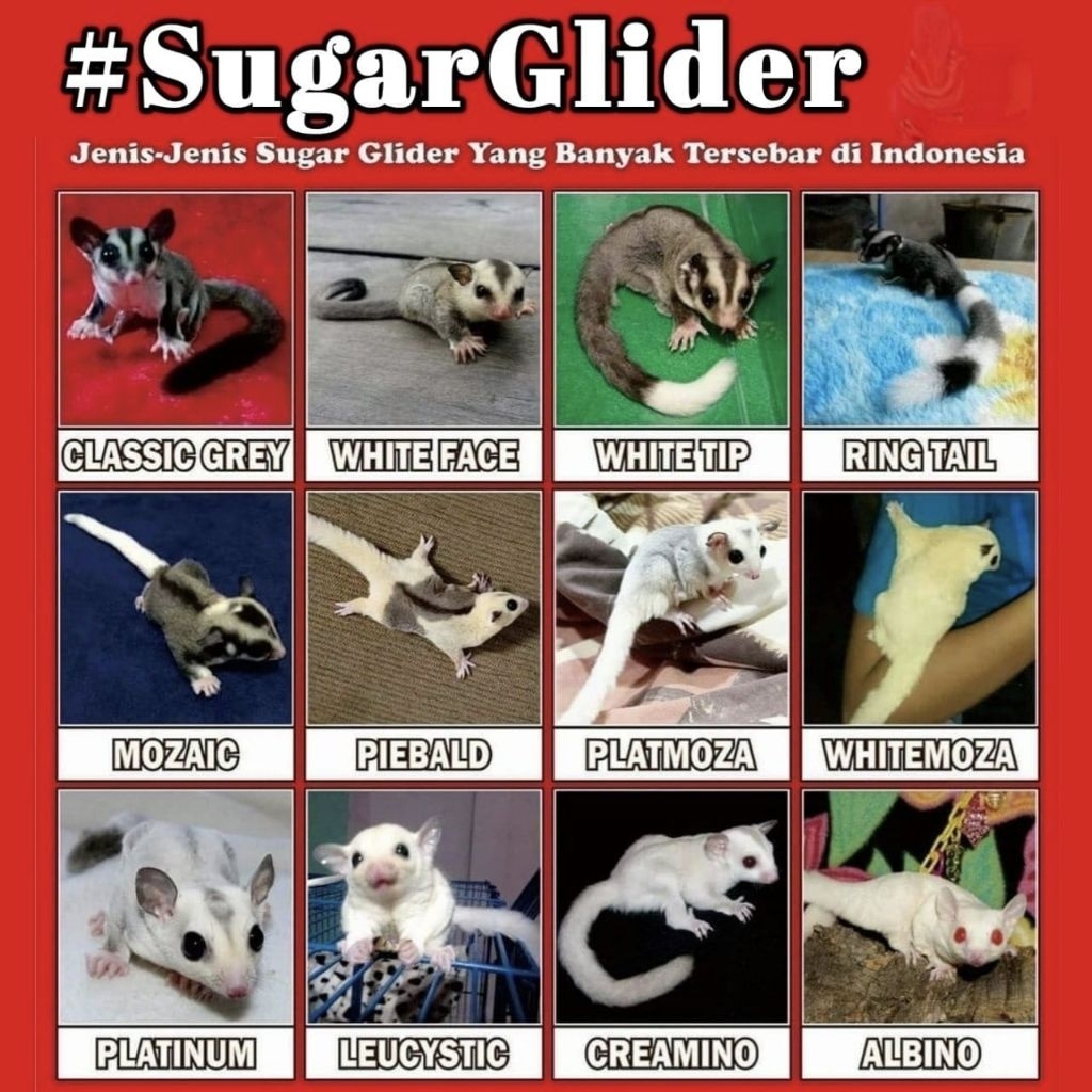 Mainan SG (SugarGlider) Grey / WF het creamino, Creamino, WF Creamino