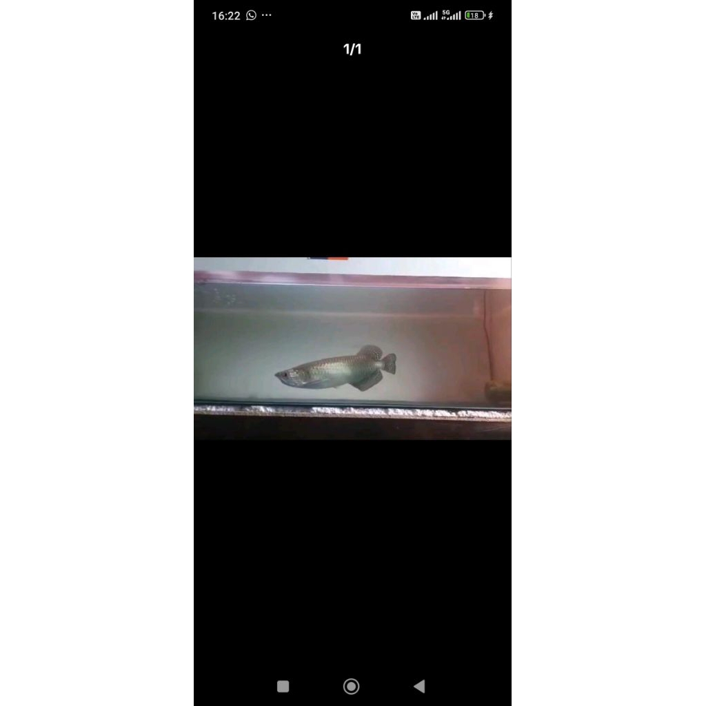 arwana jardini batik 25-27cm