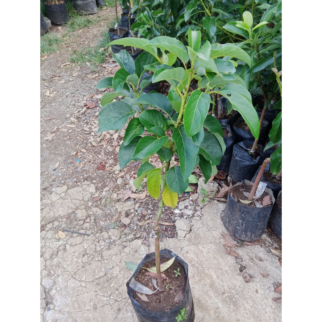 indukan alpukat markus/kendil hasil okulasi cepet berbunga/berbuah