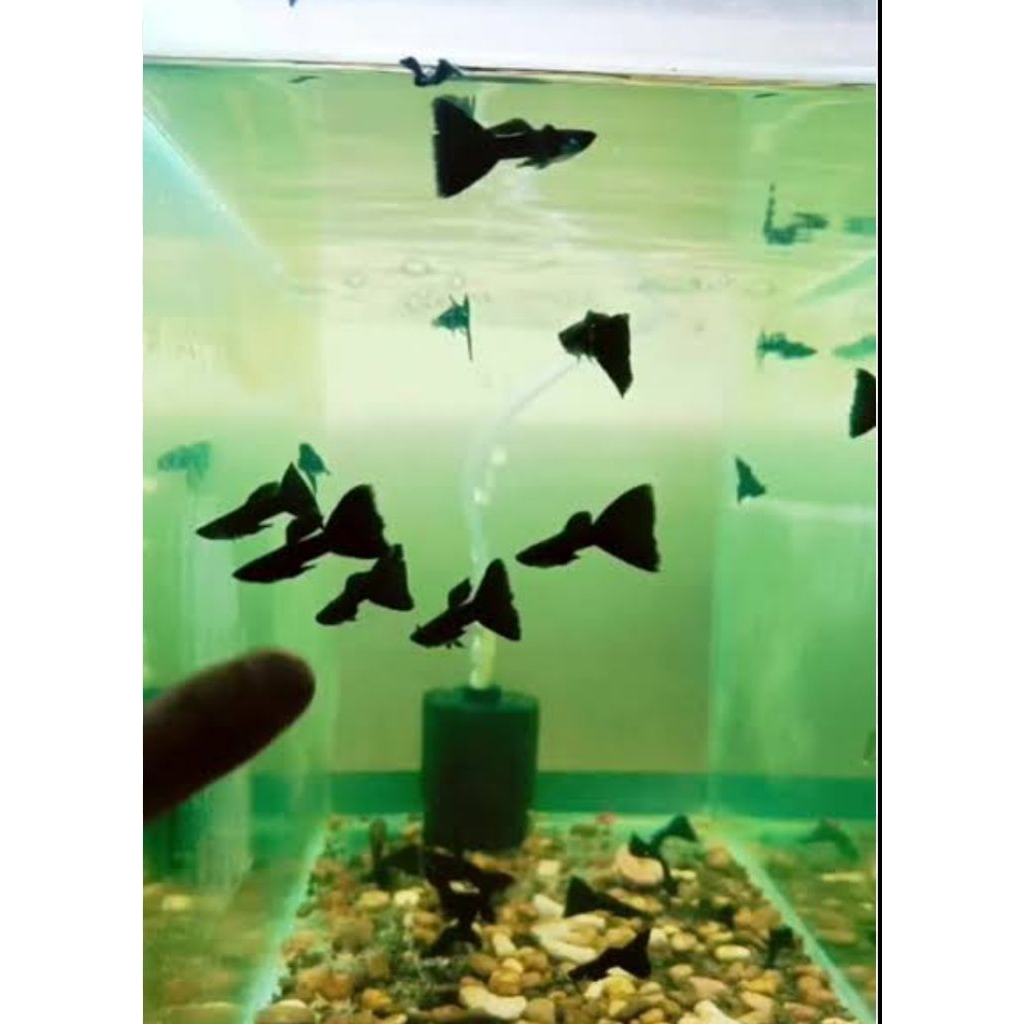 peketan hiasan guppy black moscow shadow 4 ekor random size indukan
