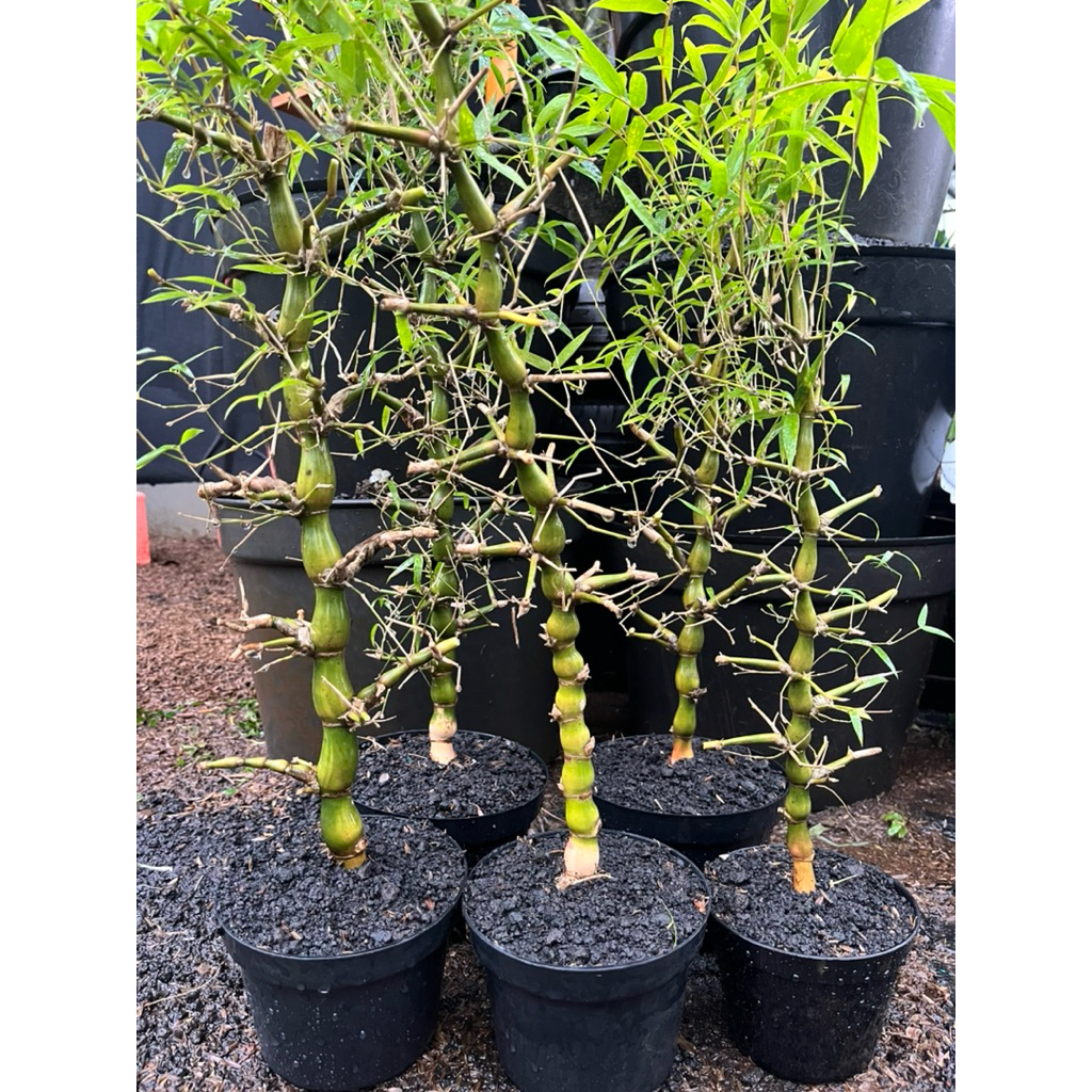 BAMBU NAGIN / BAMBU KODOK / BAMBU TASBIH