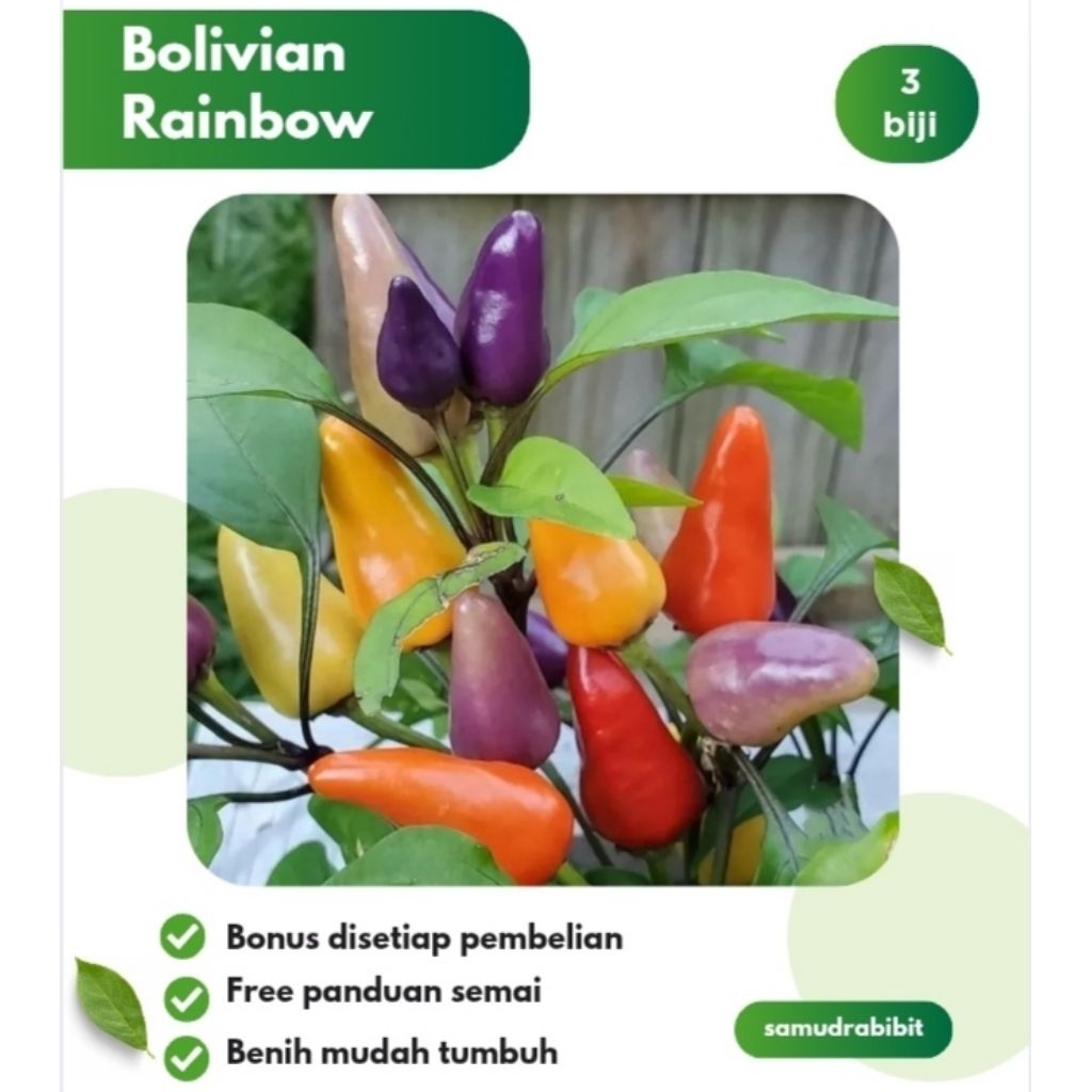 Benih Cabe Pelangi Bolivian Rainbow