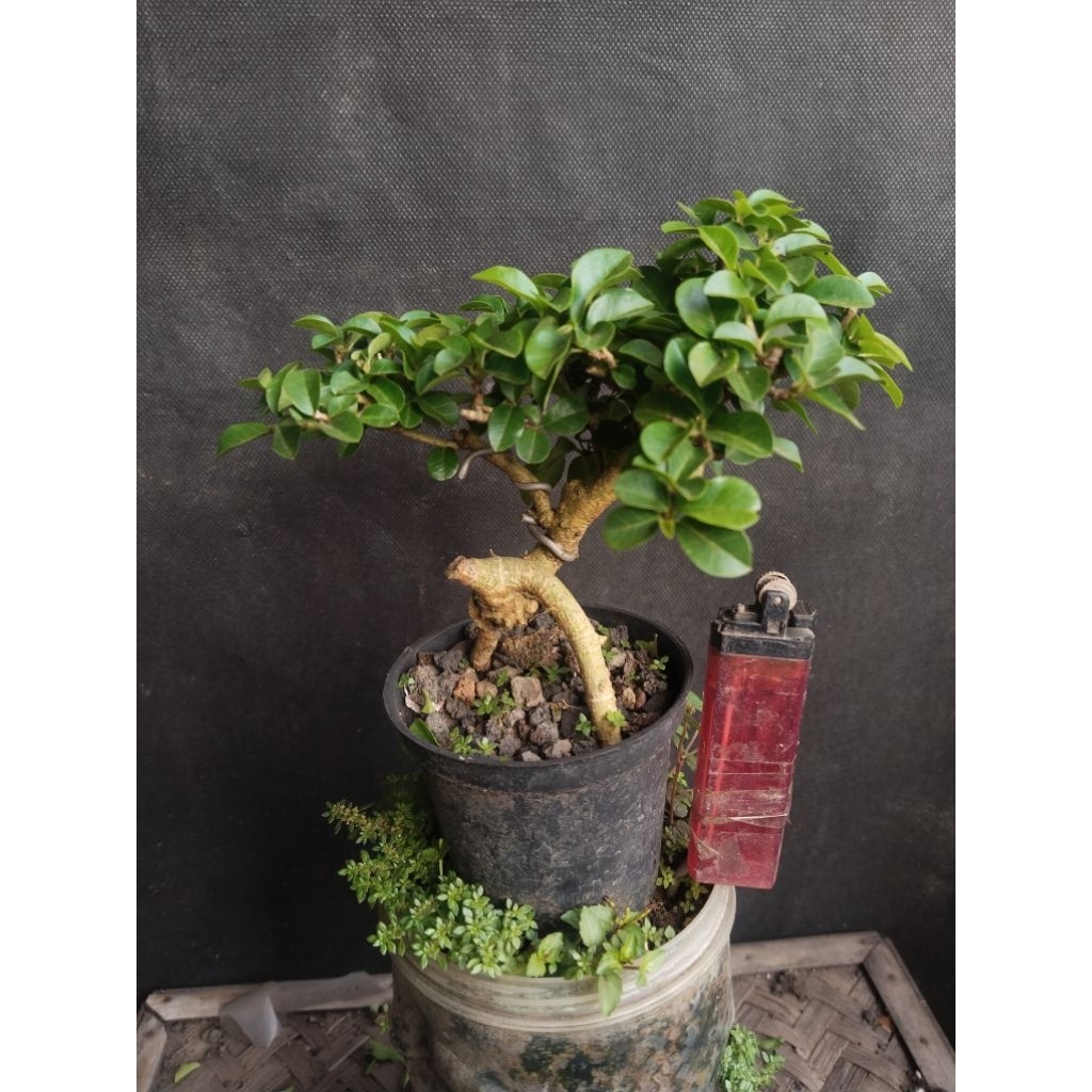 Bonsai Sisir mame