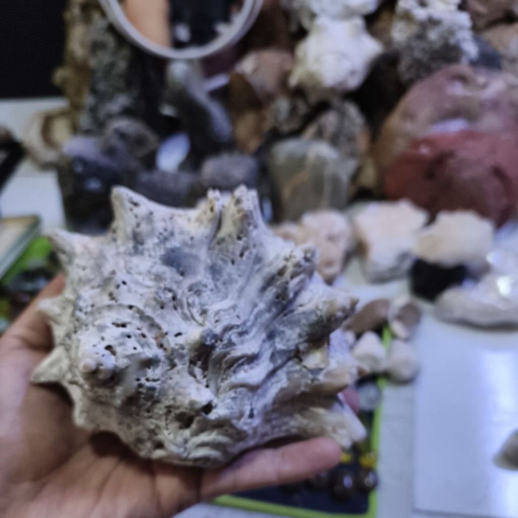 batu keong purba link 160 2kg