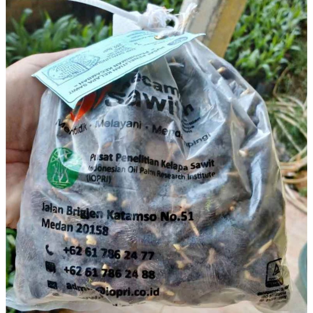 Benih Biji kelapa sawit Ppks 540