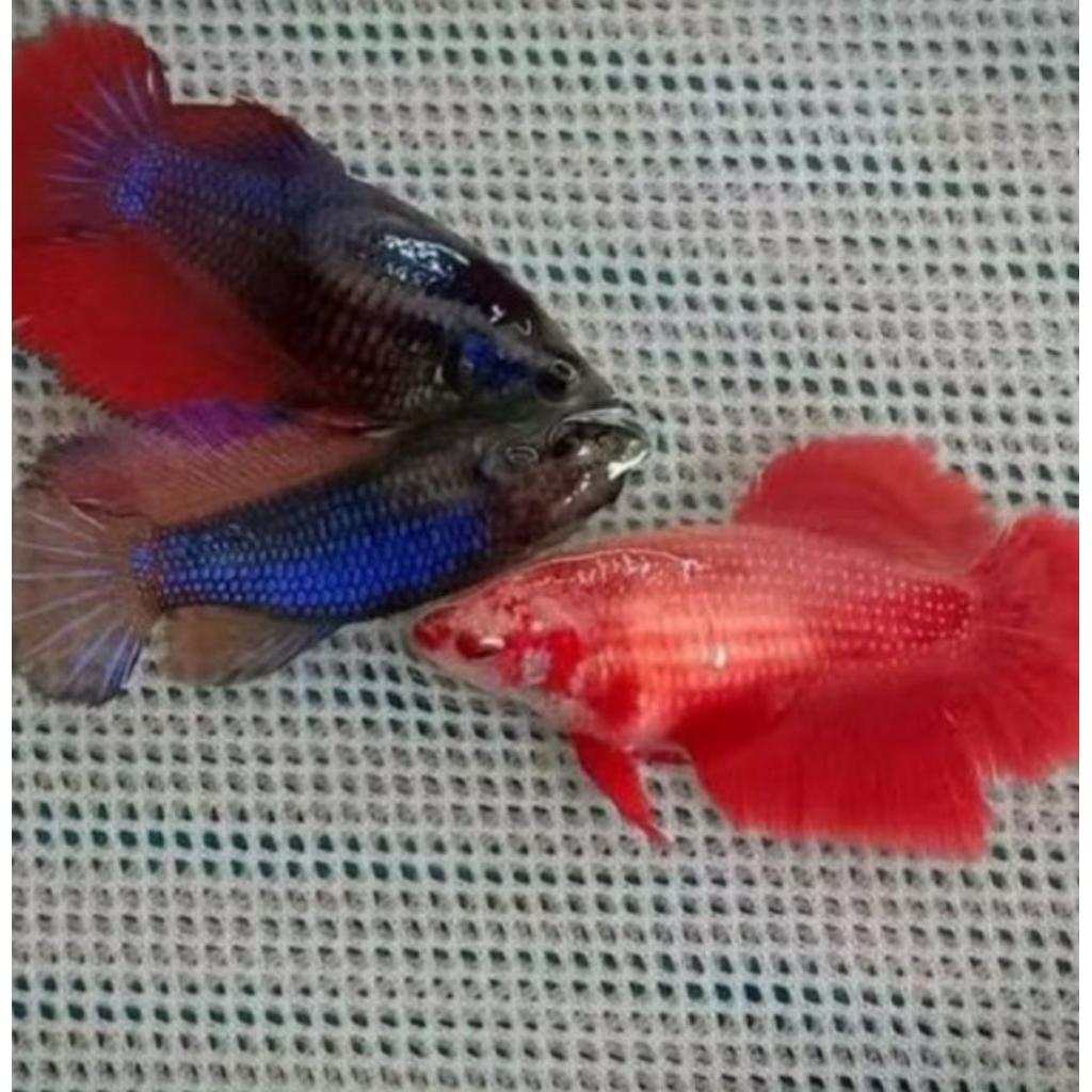 Betina halfmoon giant Thailand full telur siap breeding 2 ekor