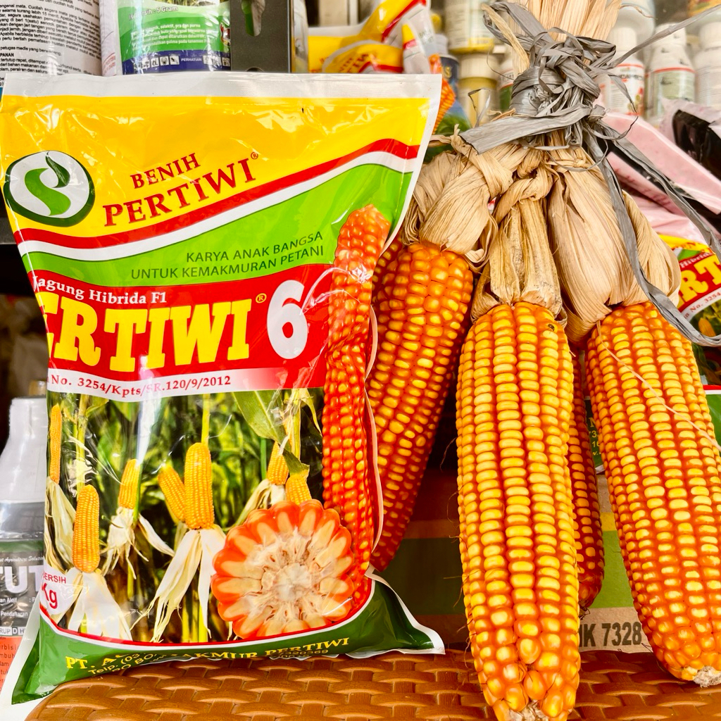 Benih Jagung Pipil Hibrida Pertiwi 6 1Kg. Benih Jagung Tahan Bulai dan Kekeringan Pertiwi 6