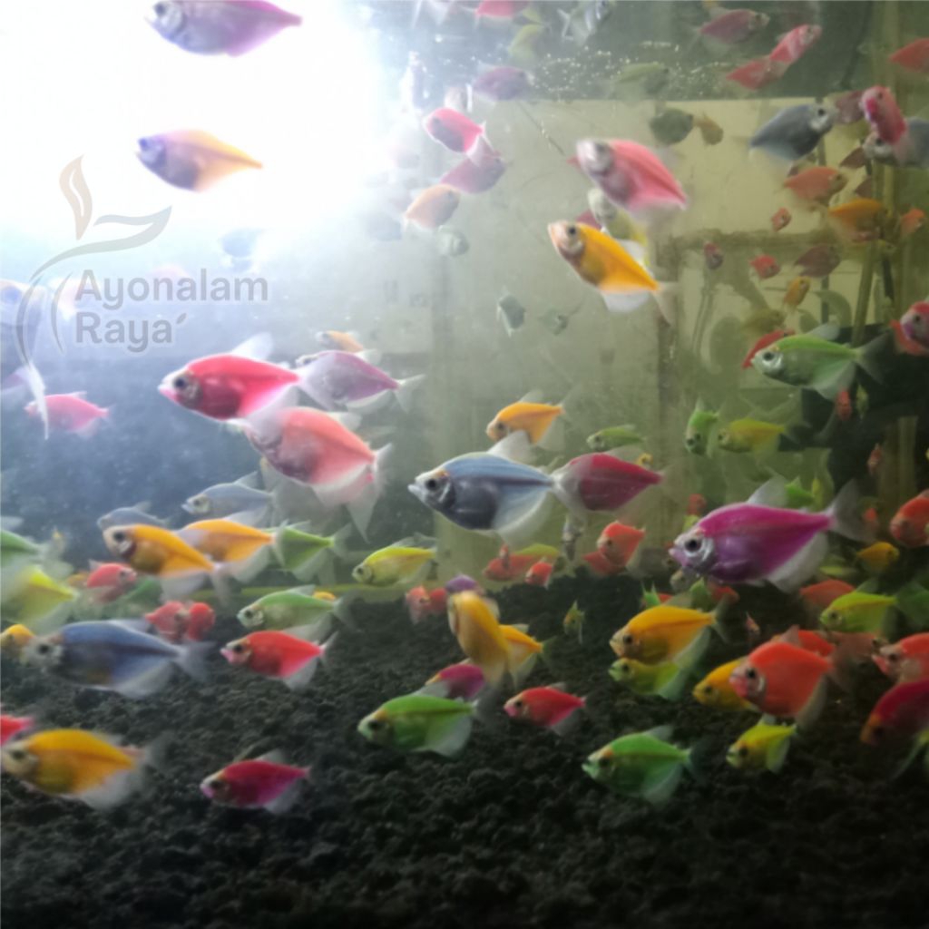Ikan Glowing Fish Hias Kecil Warna Warni Untuk Aquarium Aquascape