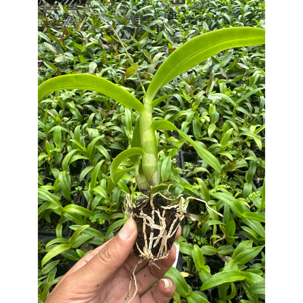 Dendrobium Paket Dendrobium Mini