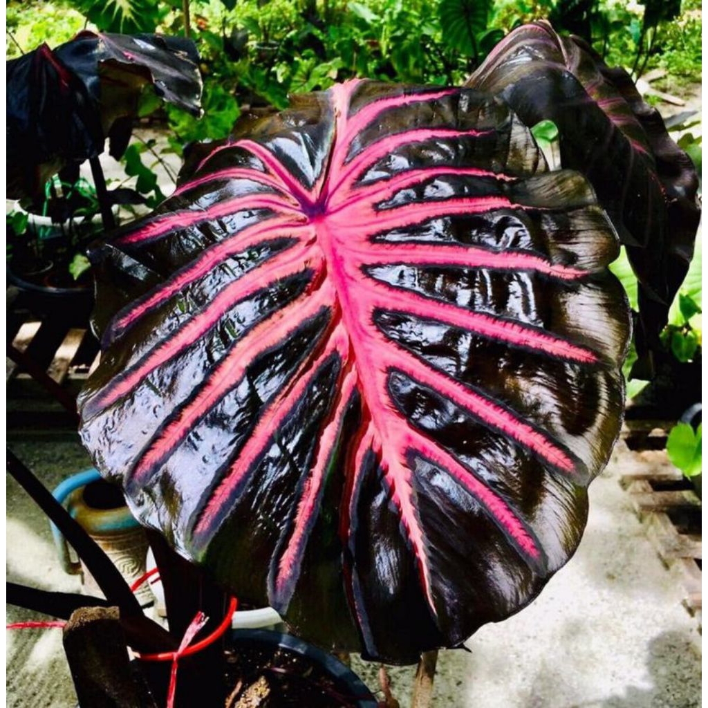 colocasia black lava