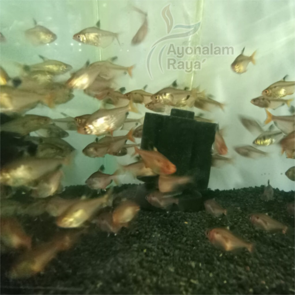 Ikan Hias Kecil Tetra Fish Untuk Aquarium Aquascape