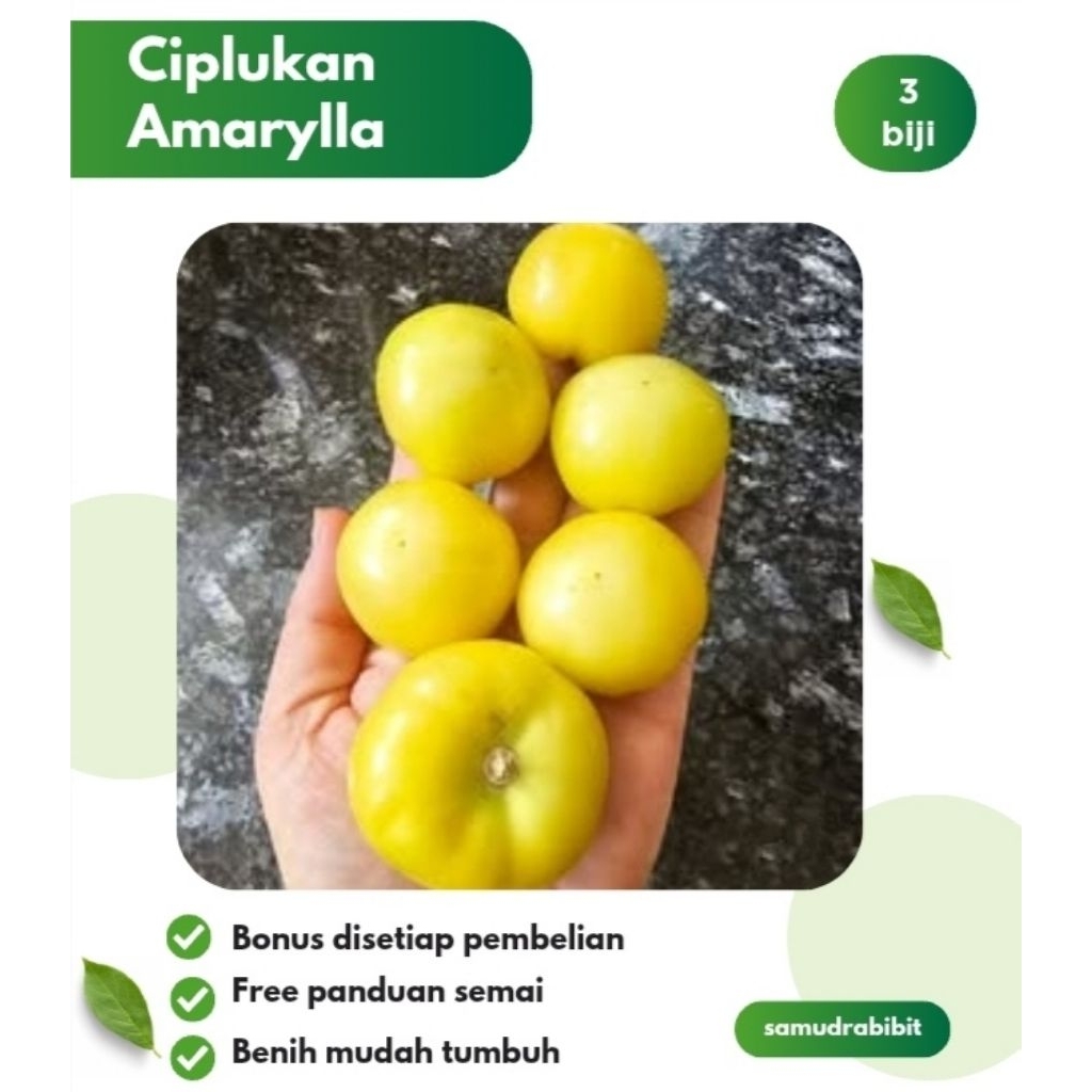 Benih Ciplukan Jumbo Amarylla