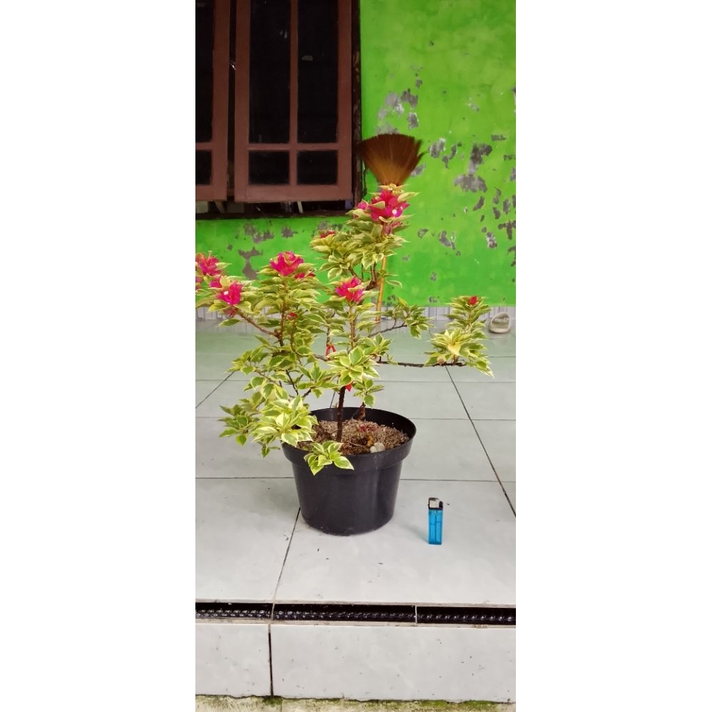 BUGENVIL SGP VARIGATA