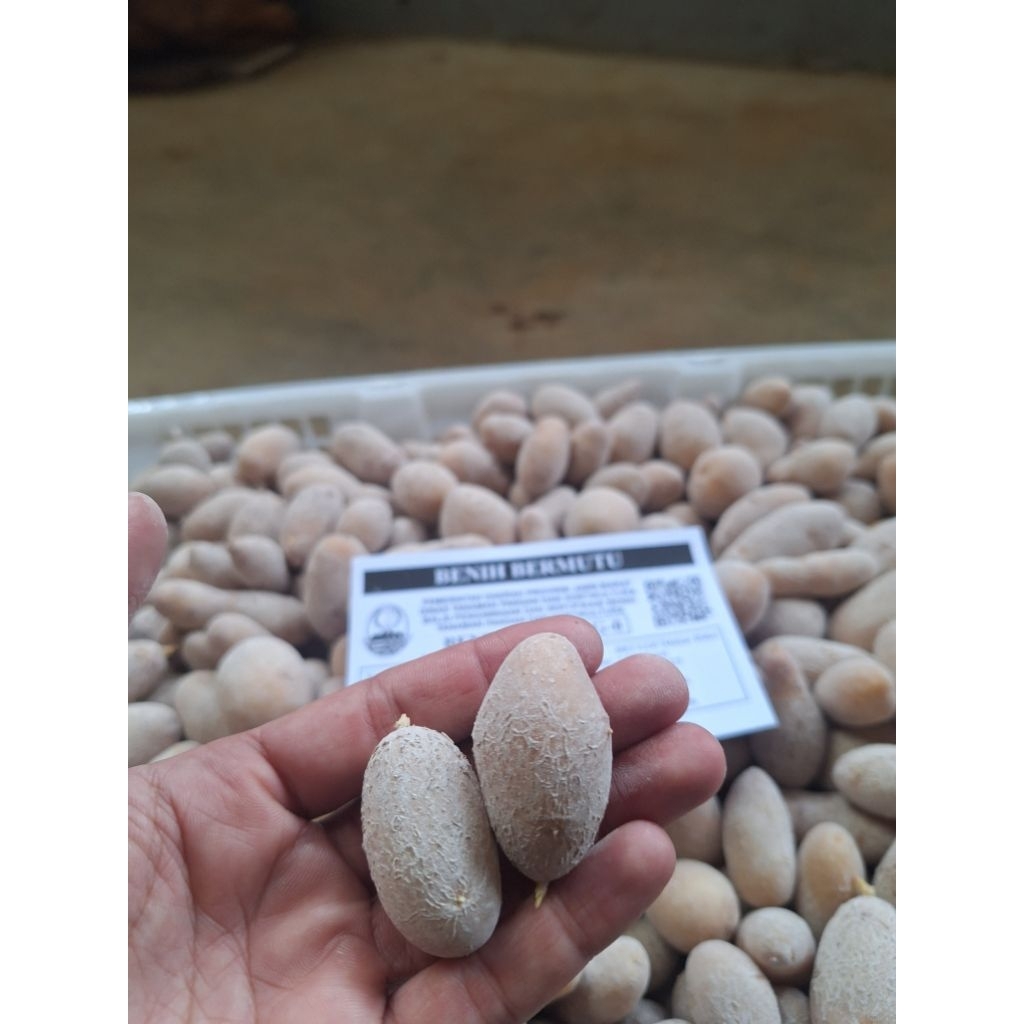 BENIH KENTANG G0 GRANOLA L BESERTIFIKAT (1000)