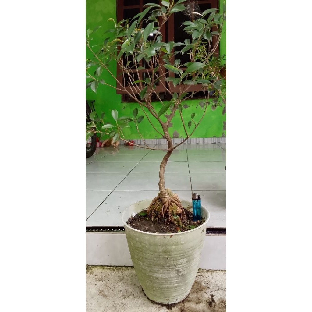 BERUNGIN KIMENG ON THE ROCK