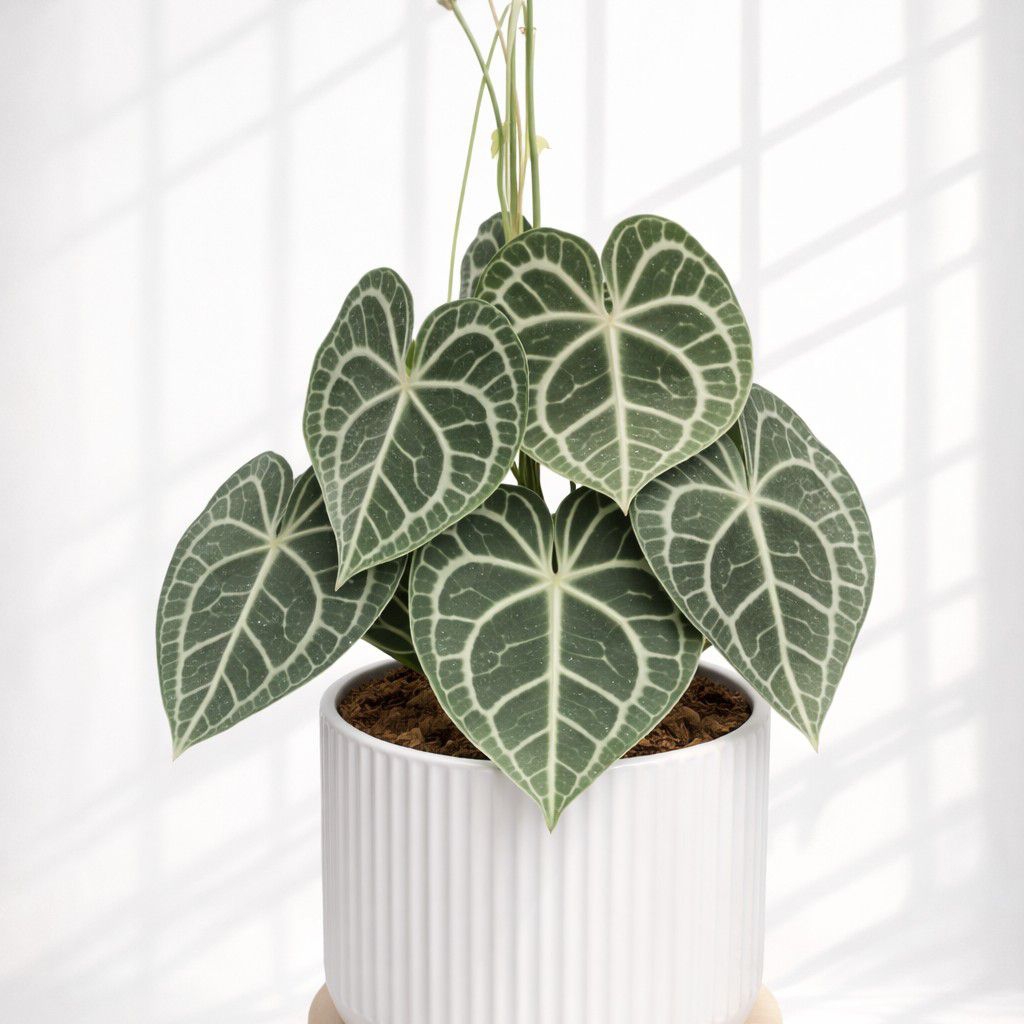 Bibit anthurium clarinervium kuping gajah tarantula