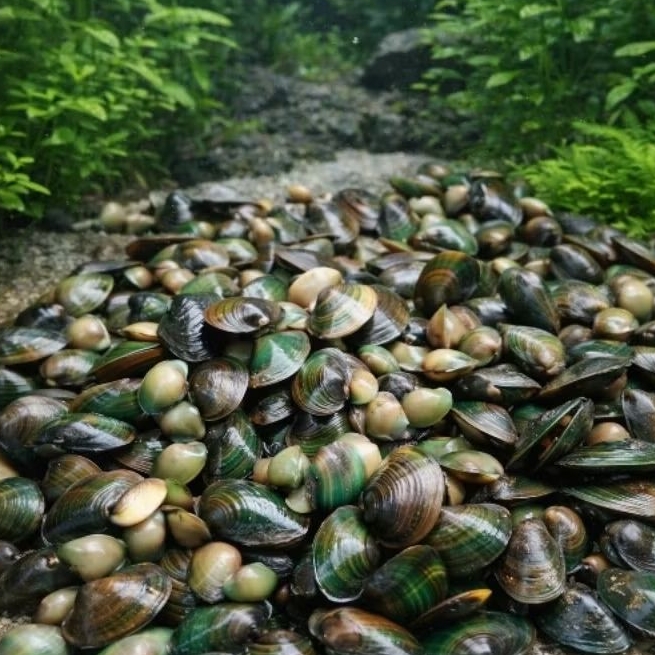 kerang kijing hidup isi 6 pengiriman menggunakan oksigen dijamin aman