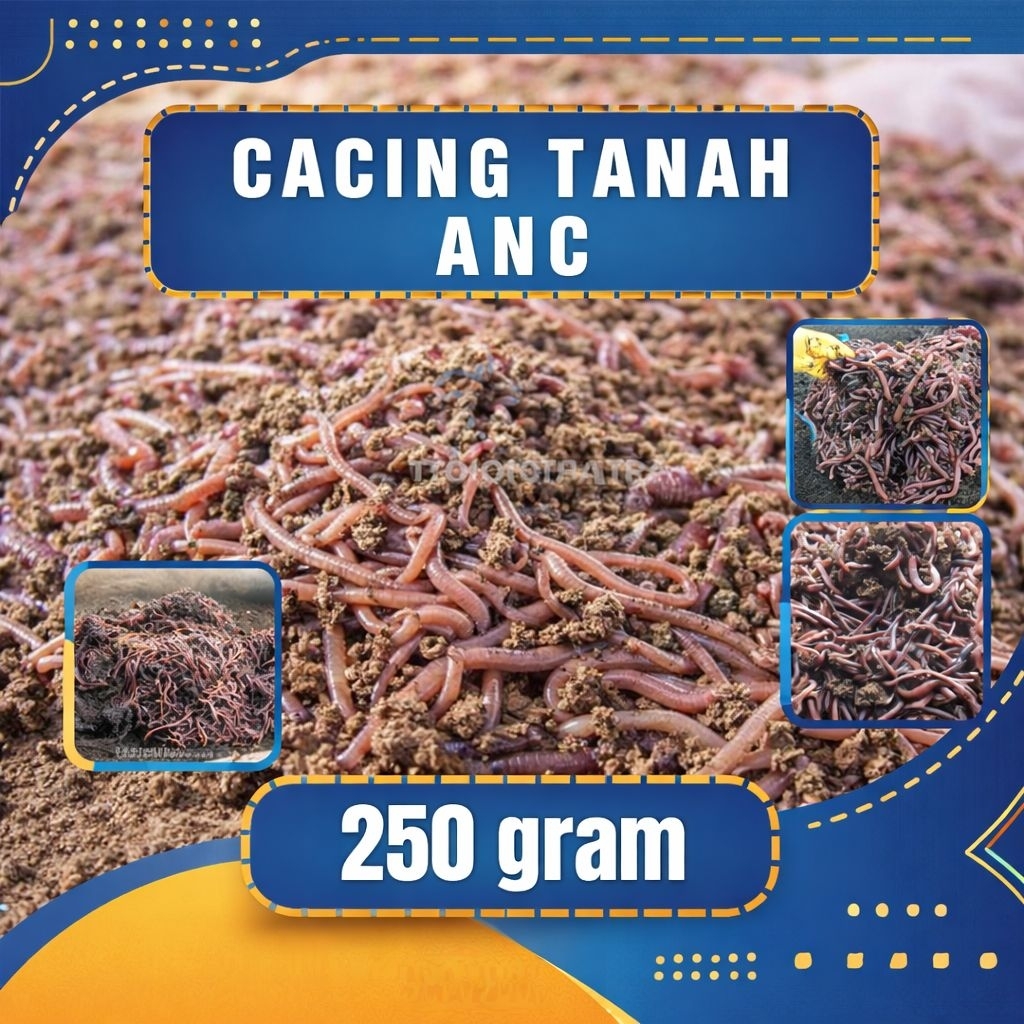 cacing tanah anc 250 gram cacing tanah segar cacing tanah anc cacing tanah pakan ayam pakan burung p