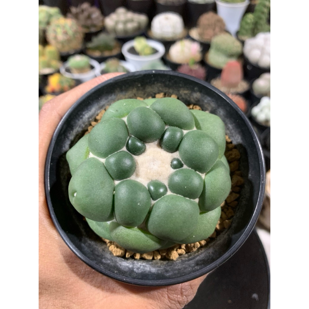 Kaktus Coryphanta İnermis seedling