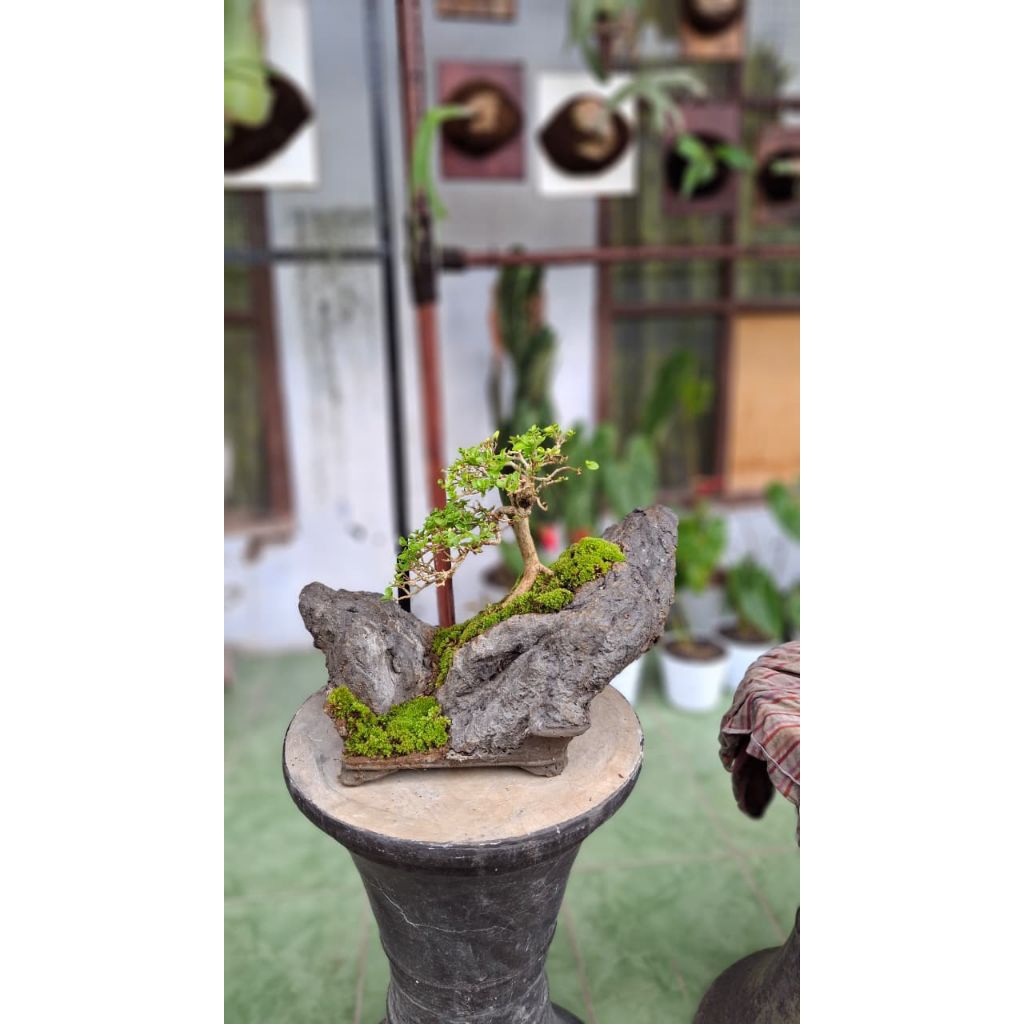 bonsai panorama sancang