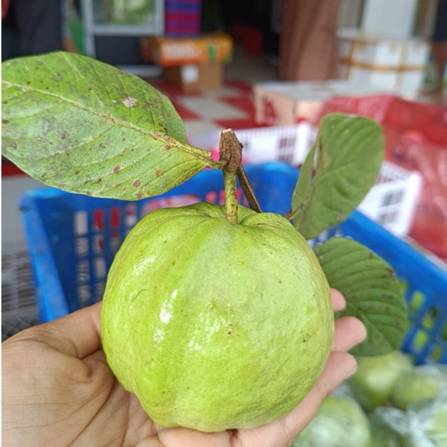JAMBU KRISTAL GRADE A PLUS BUMBU ASIN/BUMBU RUJAK BANGKOK
