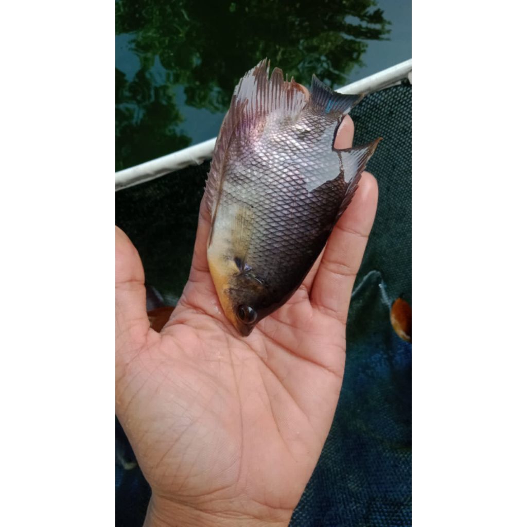 Bibit ikan Gurame 3 jari