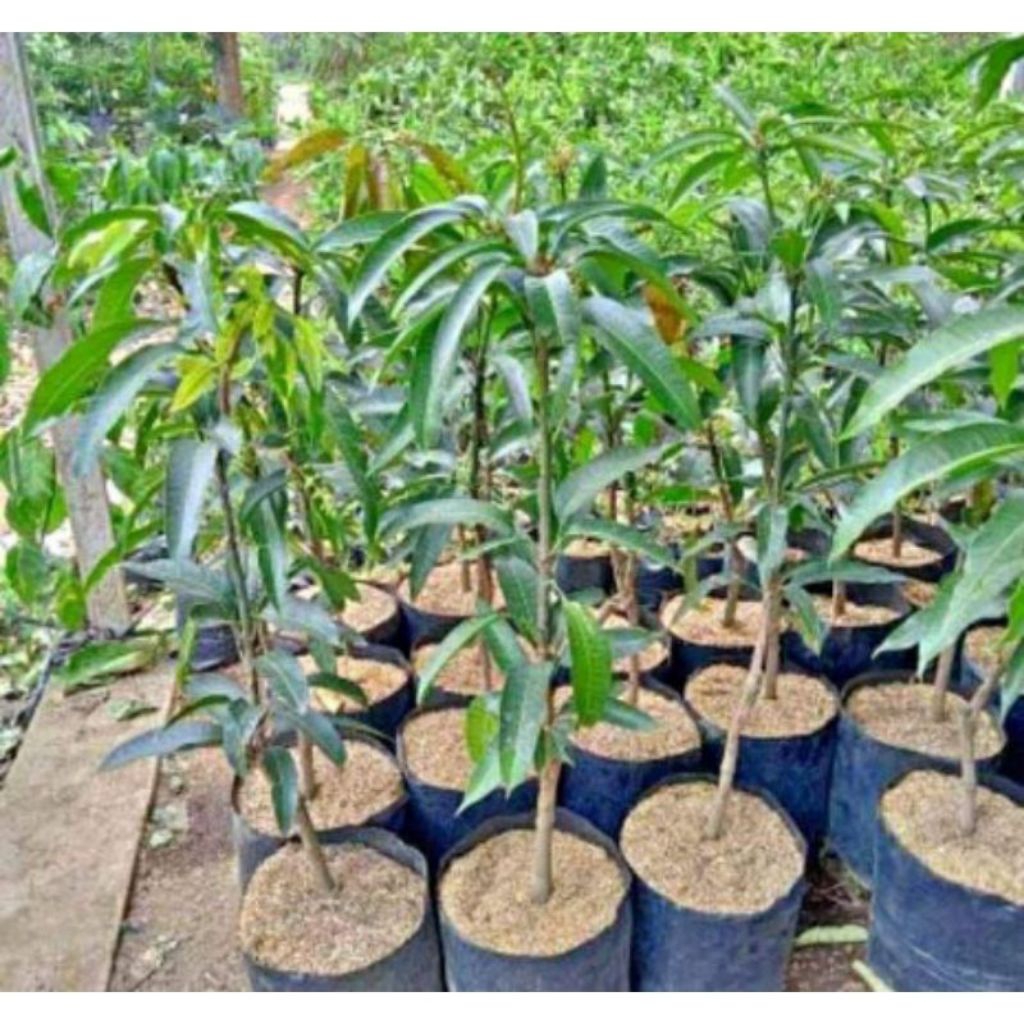 Bibit Buah Mangga Apel Super - Berbuah Lebat - Hasil Kultur Jaringan