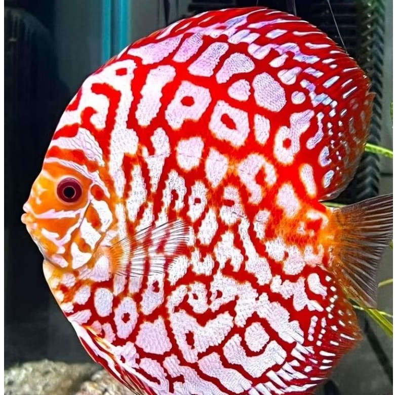 Discus Pigeon Jaguar ikan hias aquarium