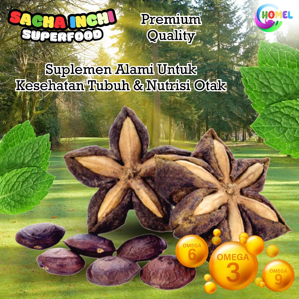 Bibit Kacang Sacha Inchi Biji 500gr – Benih Unggul Siap Tanam Bisa COD CHOMEL