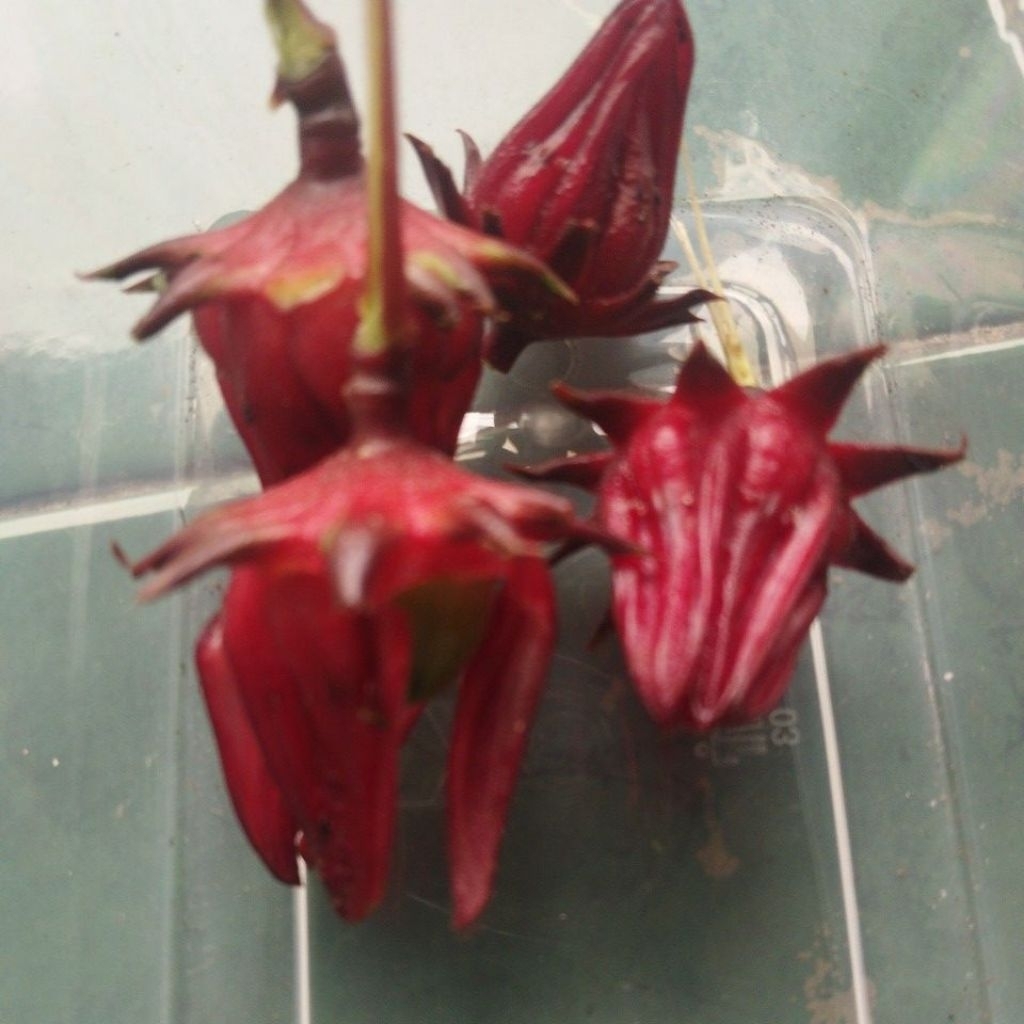 Buah Rosella / buah segar langsung petik