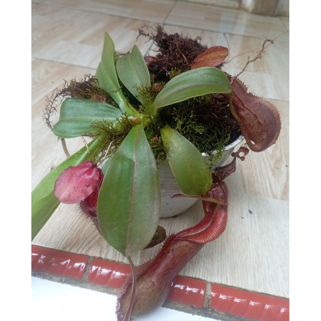 angrek langka kantong semar