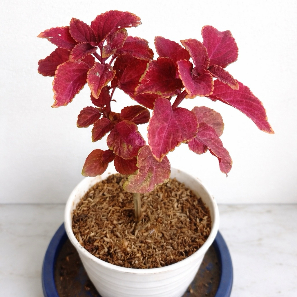 Tanaman Hias Miana merah, Miana Merah, Miana