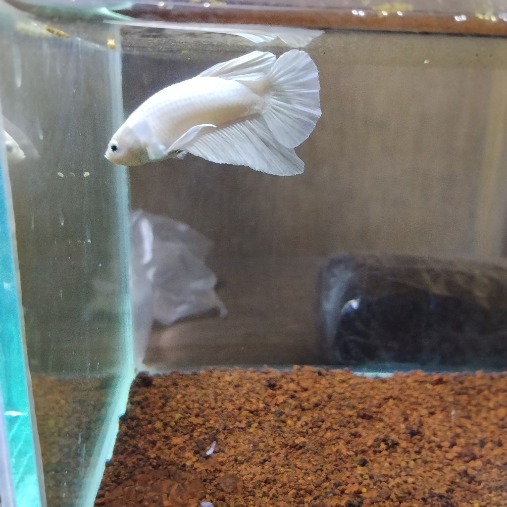 Betta Fish King White